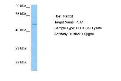 Western Blot: RNF70 Antibody [NBP2-85650]