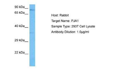 Western Blot: RNF70 Antibody [NBP2-85651]