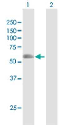 Western Blot: RNF8 Antibody [H00009025-D01P]