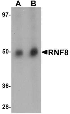 Western Blot: RNF8 AntibodyBSA Free [NBP1-77166]