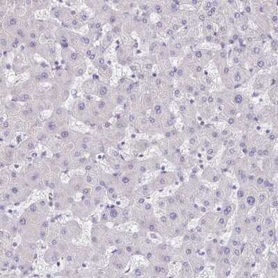 Immunohistochemistry-Paraffin: RNFT2 Antibody [NBP2-32383]