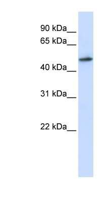 Western Blot: RNMT Antibody [NBP1-57390]