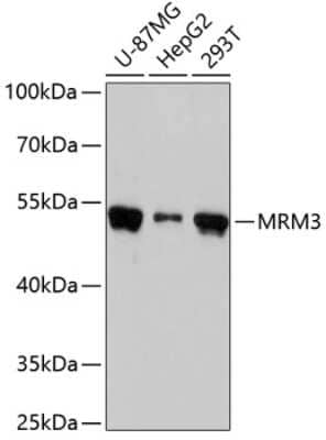 Western Blot: RNMTL1 AntibodyAzide and BSA Free [NBP2-93280]