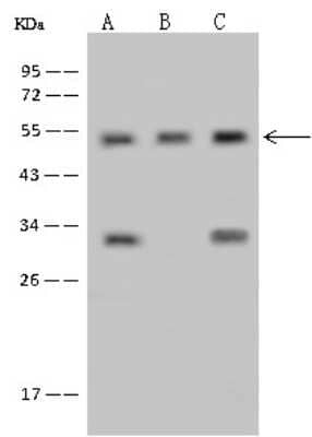 Western Blot: RNMTL1 Antibody [NBP2-98513]