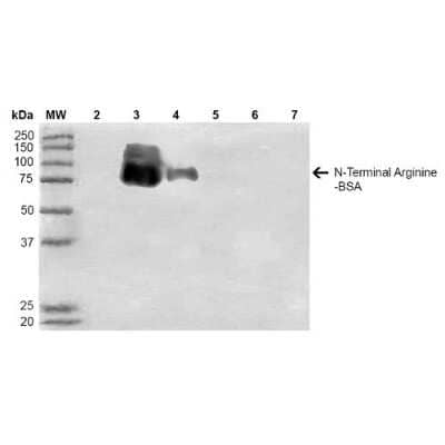 Western Blot: RNPEPL1 Antibody (11G1) [NBP2-59373]