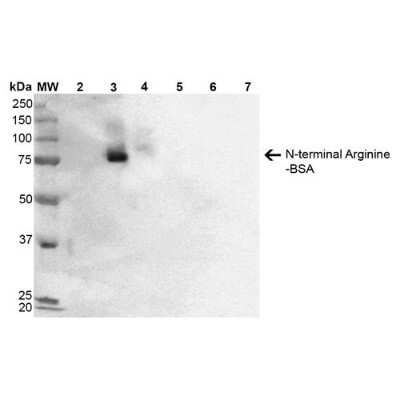 Western Blot: RNPEPL1 Antibody (2A4) [NBP2-59370]