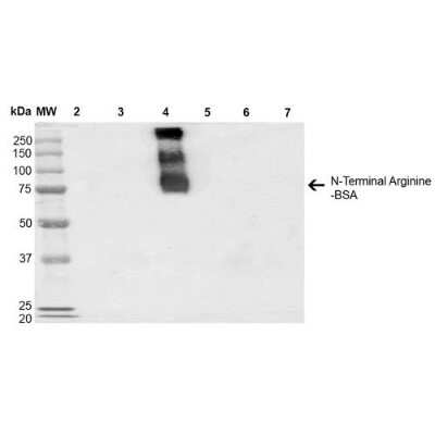 Western Blot: RNPEPL1 Antibody (4A9) [NBP2-59371]