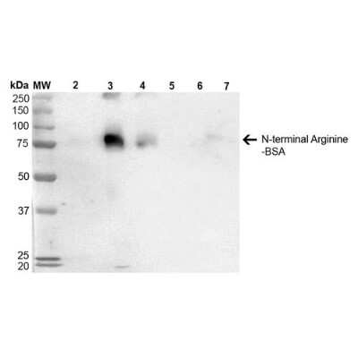 Western Blot: RNPEPL1 Antibody (4D12) [NBP2-59372]