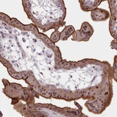 Immunohistochemistry-Paraffin: RNPEPL1 Antibody [NBP1-86282]