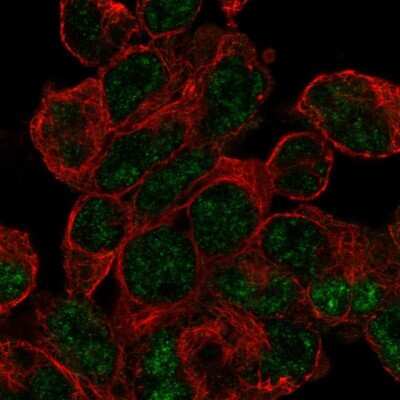 Immunocytochemistry/ Immunofluorescence: RNPS1 Antibody [NBP1-92343]