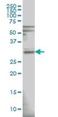 Western Blot: RNase H1 Antibody (5D10) [H00246243-M01]