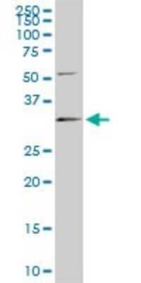 Western Blot: RNase H1 Antibody (5D10) [H00246243-M01]