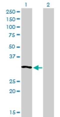 Western Blot: RNase H1 Antibody (5D10) [H00246243-M01]