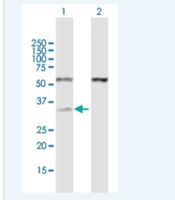 Western Blot: RNase H1 Antibody [H00246243-B01P-50ug]