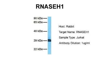 Western Blot: RNase H1 Antibody [NBP1-80448]