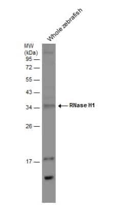 Western Blot: RNase H1 Antibody [NBP2-20171]