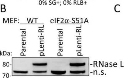 Western Blot: RNase L Antibody (2E9)BSA Free [NB100-351]