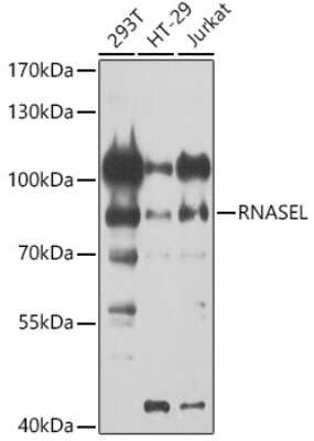 Western Blot: RNase L AntibodyBSA Free [NBP2-93434]