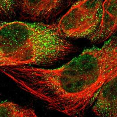 Immunocytochemistry/ Immunofluorescence: ROBLD3 Antibody [NBP1-87951]