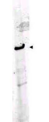 Western Blot: ROBO1 Antibody [NB600-1254]