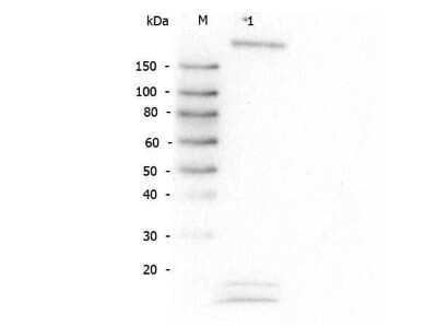 Western Blot: ROBO1 Antibody [NB600-1254]