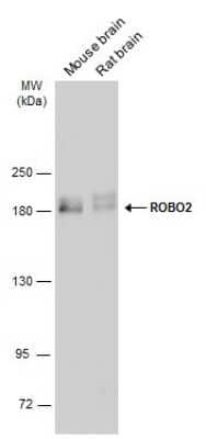 Western Blot: ROBO2 Antibody [NBP3-13364]