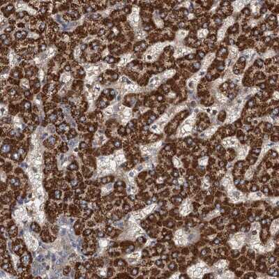 Immunohistochemistry-Paraffin: ROGDI Antibody [NBP1-82123]