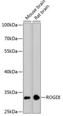 Western Blot: ROGDI AntibodyAzide and BSA Free [NBP2-93139]