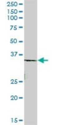 Western Blot: ROM1 Antibody [H00006094-B01P]