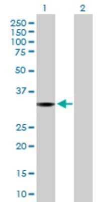 Western Blot: ROM1 Antibody [H00006094-B01P]
