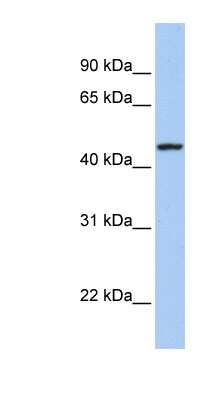 Western Blot: ROM1 Antibody [NBP1-59202]