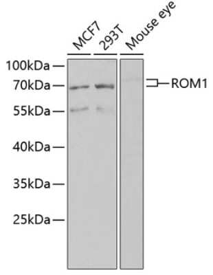 Western Blot: ROM1 AntibodyBSA Free [NBP3-04605]