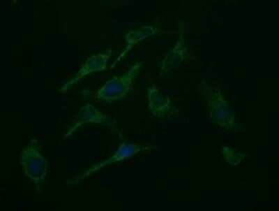 Immunocytochemistry/ Immunofluorescence: ROMO1 Antibody (OTI2C12) - Azide and BSA Free [NBP2-73928]