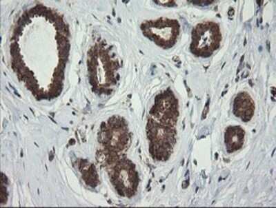 Immunohistochemistry: ROMO1 Antibody (OTI2C12) - Azide and BSA Free [NBP2-73928]