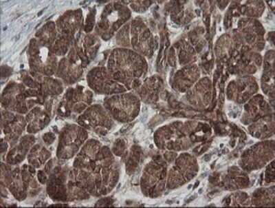Immunohistochemistry: ROMO1 Antibody (OTI2C12) - Azide and BSA Free [NBP2-73928]