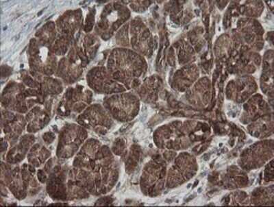 Immunohistochemistry: ROMO1 Antibody (OTI2C12) [NBP2-45607]