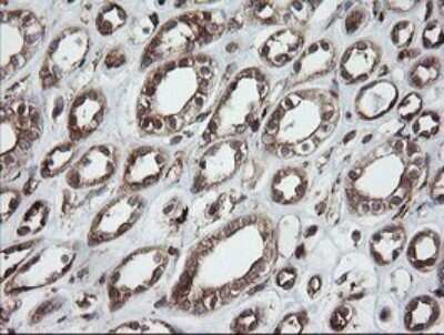 Immunohistochemistry: ROMO1 Antibody (OTI2C12) [NBP2-45607]