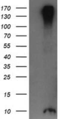 Western Blot: ROMO1 Antibody (OTI2C12) [NBP2-45607]