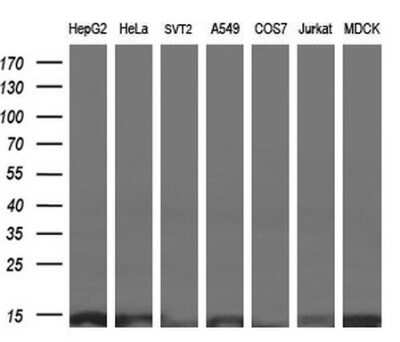 Western Blot: ROMO1 Antibody (OTI2C12) [NBP2-45607]