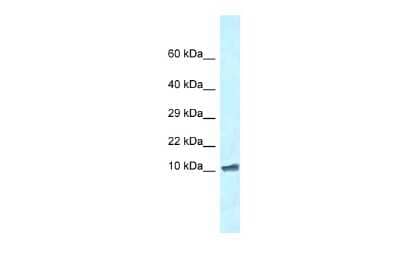 Western Blot: ROMO1 Antibody [NBP2-85652]