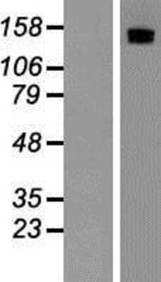 Western Blot: MSPR/Ron Overexpression Lysate [NBP2-10832]