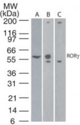 Western Blot: ROR gamma/RORC/NR1F3 Antibody (4G419)Azide and BSA Free [NBP2-80930]