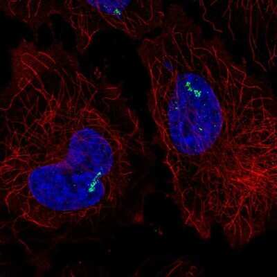 Immunocytochemistry/ Immunofluorescence: ROR gamma/RORC/NR1F3 Antibody [NBP2-56610]