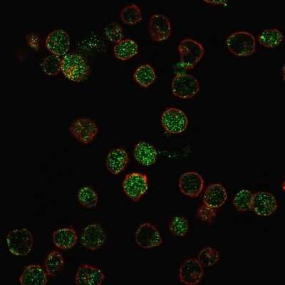 Immunocytochemistry/ Immunofluorescence: ROR gamma/RORC/NR1F3 Antibody (RORC/2941) [NBP3-07564]