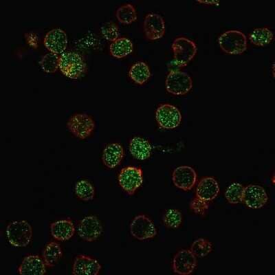 Immunocytochemistry/ Immunofluorescence: ROR gamma/RORC/NR1F3 Antibody (RORC/2941) - Azide and BSA Free [NBP3-08314]