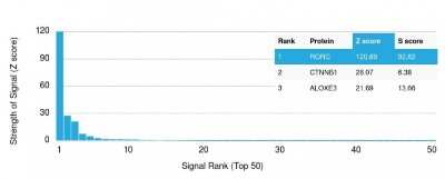 Protein Array: ROR gamma/RORC/NR1F3 Antibody (RORC/2941) [NBP3-07564]