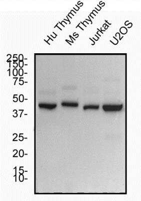 Western Blot: ROR gamma/RORC/NR1F3 AntibodyBSA Free [NBP2-24503]