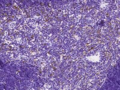 Immunohistochemistry-Paraffin: RP105/CD180 Antibody (105) [NBP2-90611]