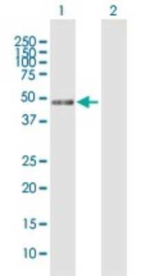 Western Blot: RP5-1077B9.4 Antibody [H00060672-B01P]