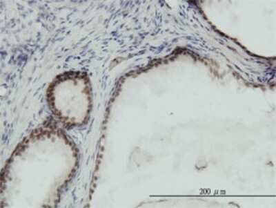Immunohistochemistry-Paraffin: RPA14 Antibody (1F4) [H00006119-M01]